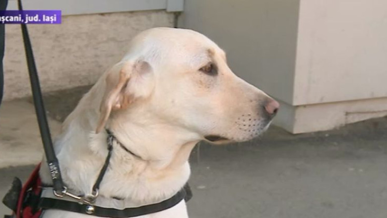 VIDEO. Maia, singurul caine-ghid pentru nevazatori din Moldova, i-a schimbat radical viata unui tanar  Imagine