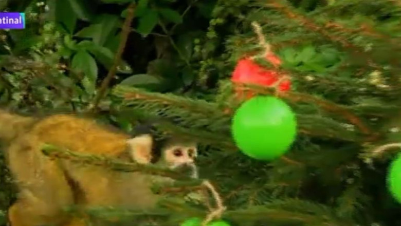 VIDEO. Maimutele de la gradina zoologica din Londra au primit un brad incarcat cu bunatati Imagine