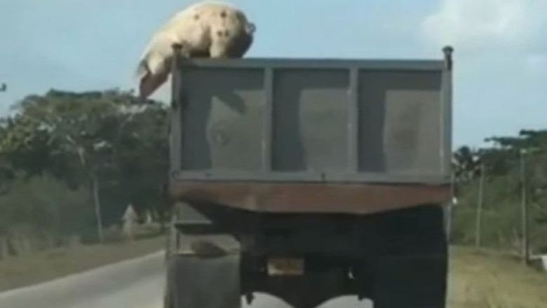 VIDEO. Marea evadare. Un porc a sarit din camionul care il ducea la abator Imagine
