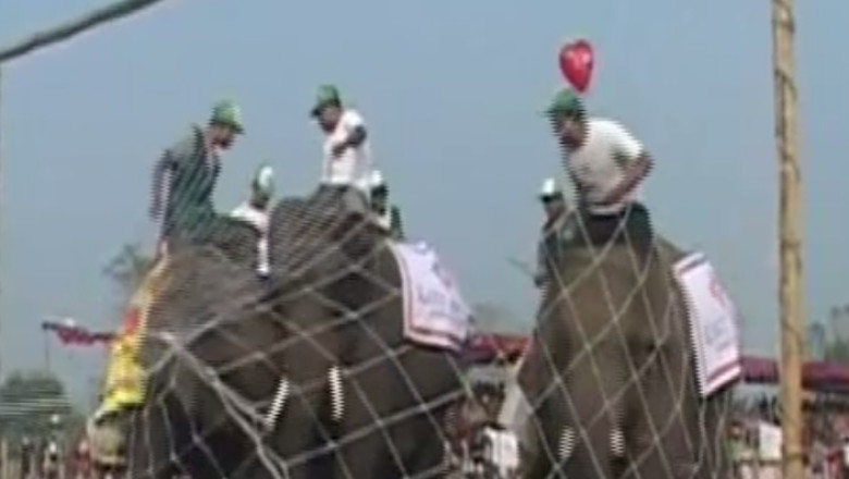 VIDEO. Meci de fotbal intre elefanti Imagine