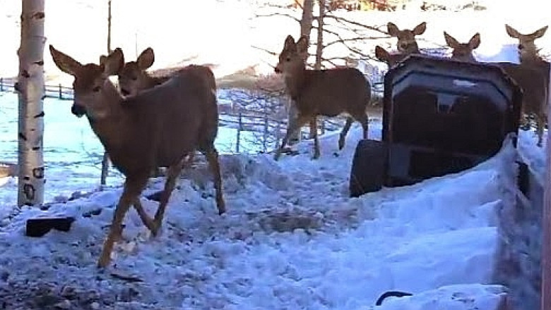 VIDEO Micul dejun cu cerbi si caprioare. Un american hraneste o turma de animale salbatice in curtea casei sale din Colorado Imagine