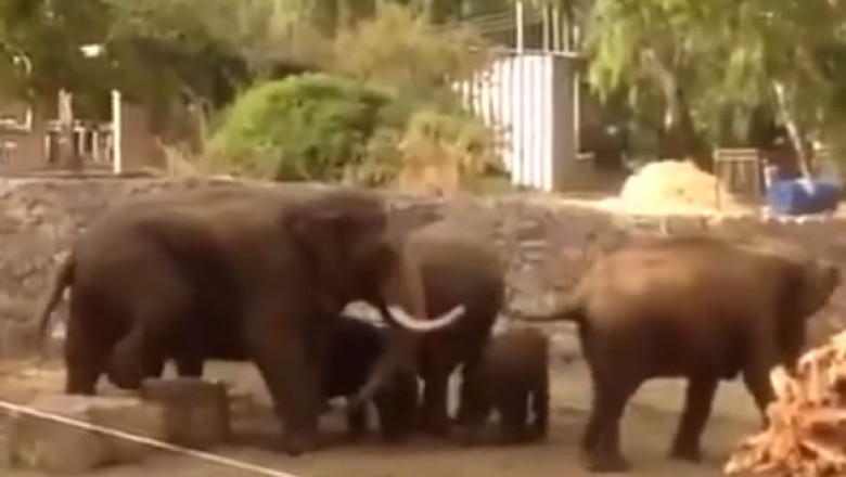 VIDEO. Moment emotionant la Tel Aviv - elefantii de la parcul zoo si-au protejat puii la declansarea sirenei Imagine