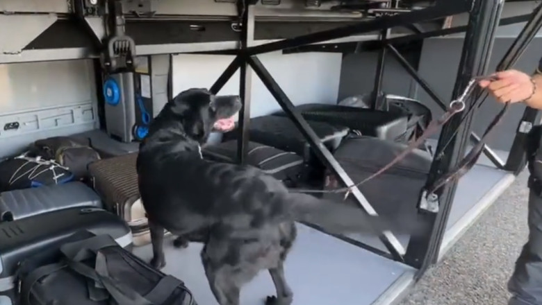 VIDEO. Momentul in care Elio, un labrador antifrauda, gaseste in bagajele unei femei peste 1 milion de euro Imagine