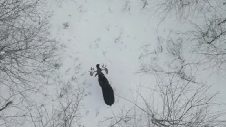VIDEO. Momentul in care un elan isi pierde coarnele Imagine