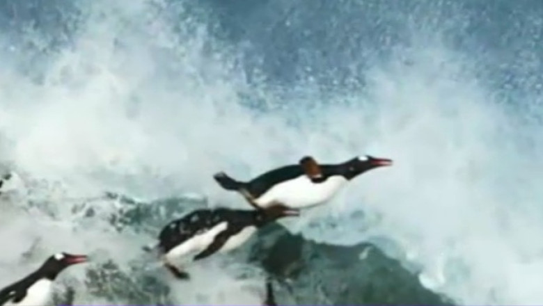 VIDEO. Muzica ideala pentru frumusetile naturii Imagine