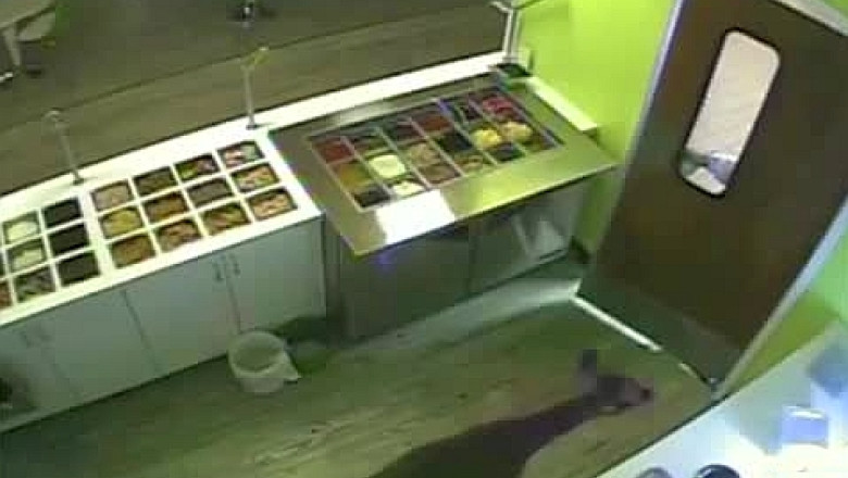 VIDEO O caprioara da buzna intr-un magazin si lasa in urma o paguba de 5000 de dolari Imagine