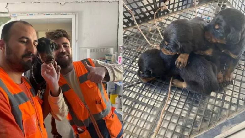 VIDEO O catelusa a nascut sub daramaturi, in Turcia. Mama si puii sai au fost salvati la o luna de la cutremur Imagine