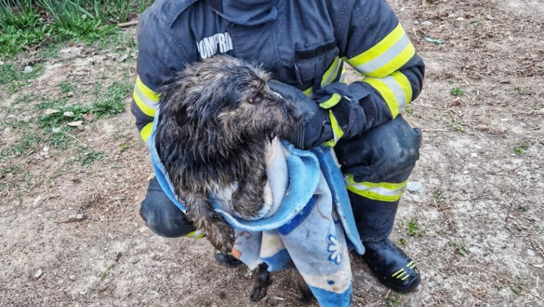 VIDEO. O catelusa care cazuse intr-o fantana, salvata de pompieri Imagine