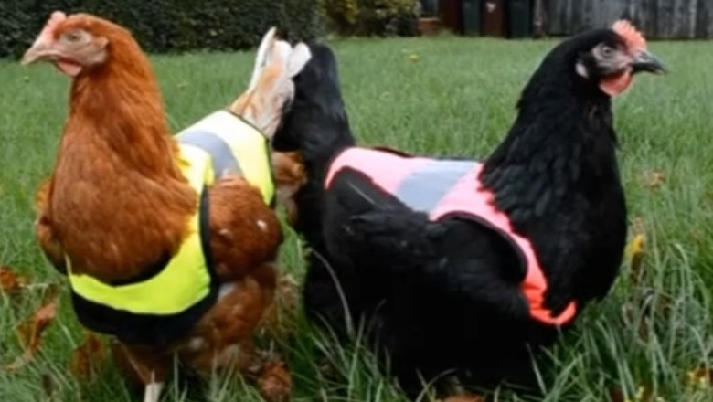 VIDEO. O companie britanica a lansat vestele fosforescente pentru gaini Imagine