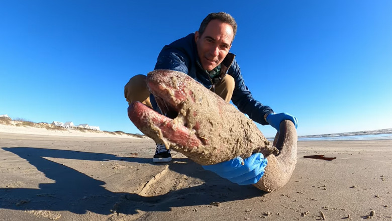 VIDEO O creatura neobisnuita a esuat la tarm, in Texas. Imaginile postate de un cercetator au devenit virale Imagine