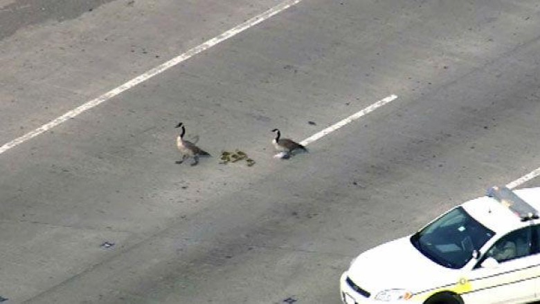 VIDEO. O familie de gaste, la plimbare pe autostrada Imagine