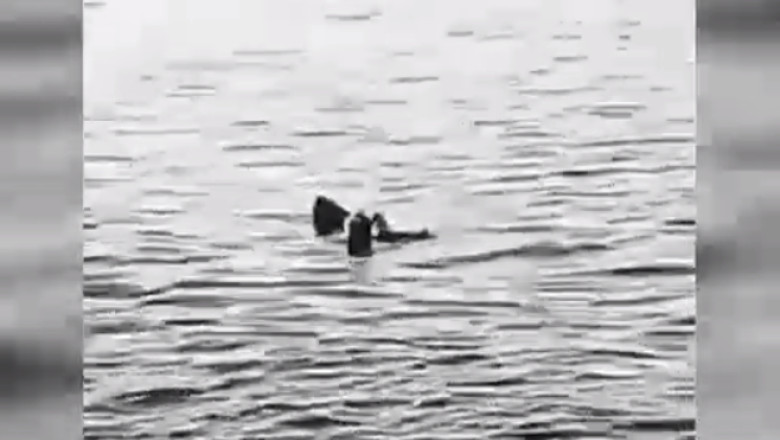 VIDEO. O femeie a murit dupa ce a fost sfasiata de un rechin langa coasta Egiptului Imagine