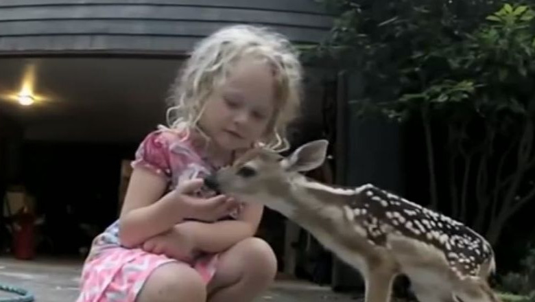 VIDEO. O fetita din Statele Unite si un pui de caprioara, cele mai bune prietene Imagine