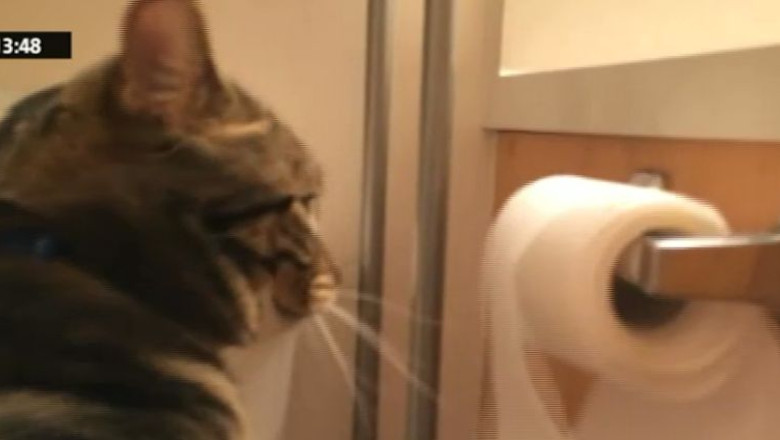 VIDEO. O pisica disciplinata: desfasoara un sul de hartie, dar il si ruleaza la loc Imagine