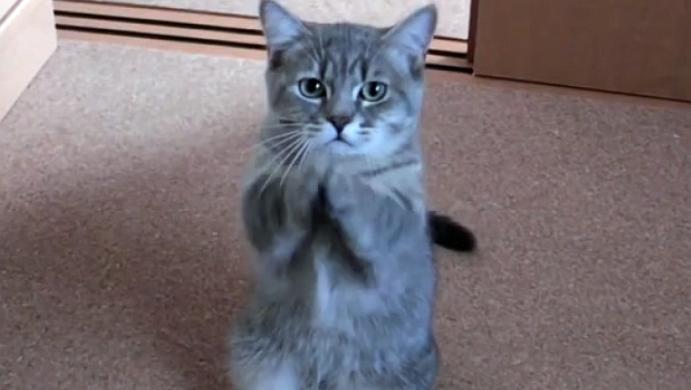 VIDEO O pisica infometata isi cere drepturile Imagine