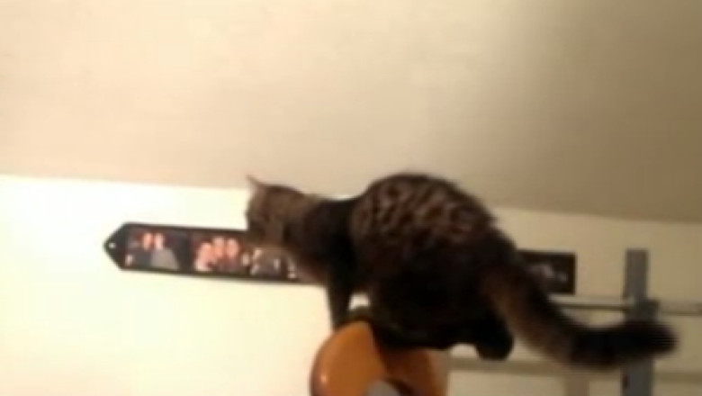 VIDEO. O pisica insistenta. Felina incearca sa prinda pestii din acvariu Imagine