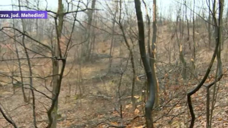 VIDEO. O suta de hectare de padure din Mehedinti, furate lemn cu lemn Imagine