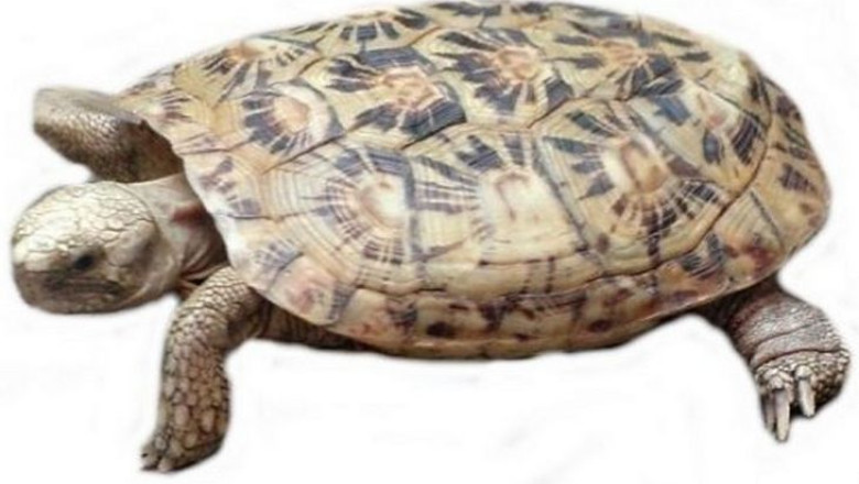 VIDEO. O testoasa, mai rapida decat un iepure Imagine