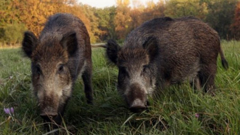 VIDEO. O turma de 12 mistreti in cautare de hrana a ajuns in cel mai mare cartier din Cluj-Napoca Imagine