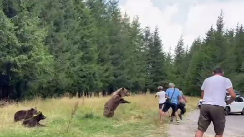 VIDEO. O ursoaica cu trei pui s-a repezit la turistii care s-au apropiat de ea ca sa-i faca poze, pe Transfagarasan Imagine