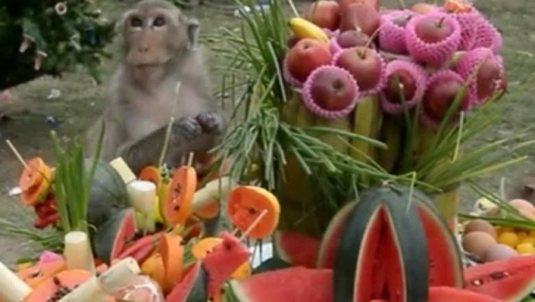 VIDEO. Ospatul maimutelor. 2.000 de primate s-au delectat cu doua tone de legume si fructe Imagine