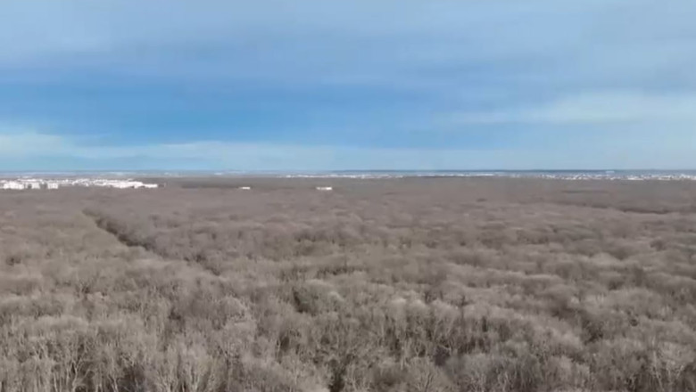 VIDEO Padurea Baneasa ar putea deveni parc. Cum va arata Imagine