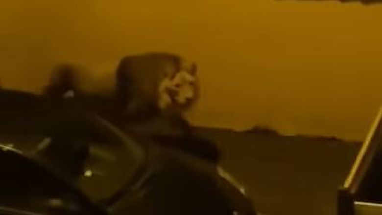 VIDEO. Panica in Italia. Un leu a scapat de la circ si s-a plimbat ore intregi pe strazile unui oras Imagine