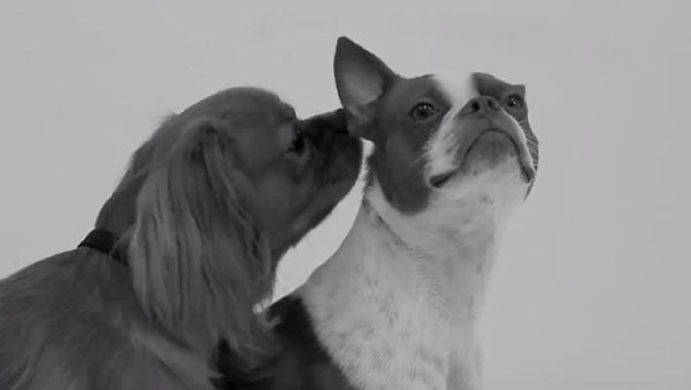 VIDEO. Parodie la viralul „primul sarut” intre 20 de straini: Prima amusinare Imagine