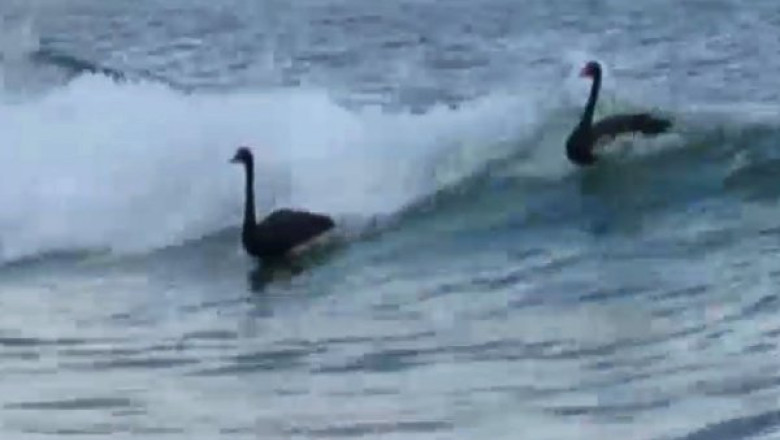 VIDEO. Patru lebede negre au facut surf in Australia Imagine