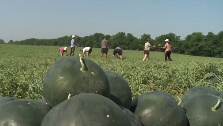 VIDEO. Pepenii de Dabuleni ajung in piete, la concurenta cu cei din Turcia si Grecia. Cat costa un kilogram Imagine