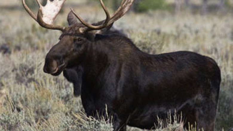 VIDEO Pericole cu patru picioare pe o sosea din Rusia: Un autoturism loveste un elan Imagine