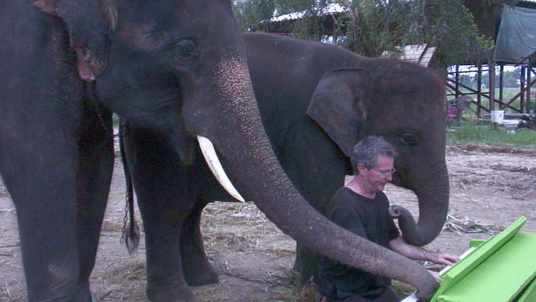 VIDEO Peter, un elefant pasionat de muzica din Thailanda, canta la pian cu trompa Imagine