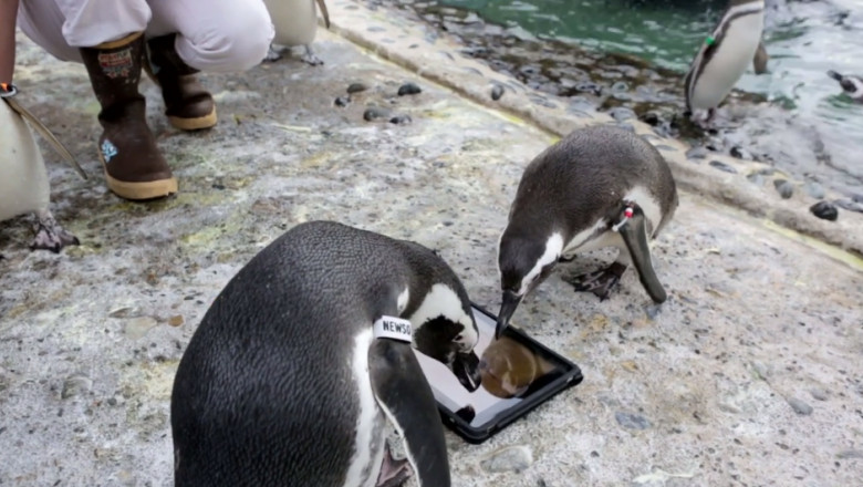 Video. Pinguini pasionati de jocuri pe iPad Imagine