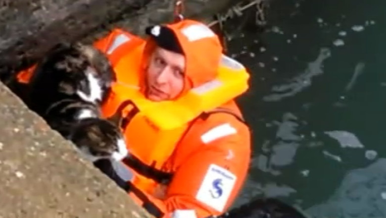 VIDEO. Pisica salvata in ultima clipa de sub un feribot Imagine