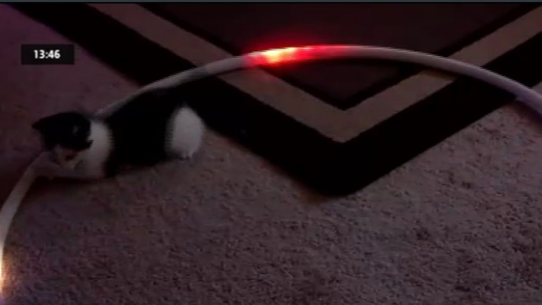 VIDEO. Pisici fascinate de hula-hoop si luminite colorate Imagine