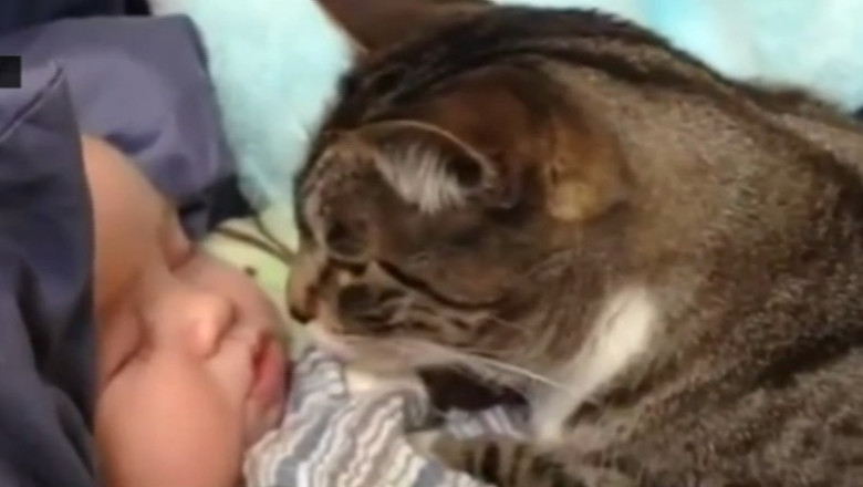 VIDEO. Pisicile si bebelusii, campioni la alintat Imagine