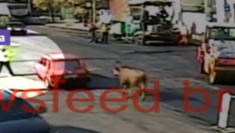 VIDEO. Politist ranit de un taur, intr-o intersectie din Braila Imagine