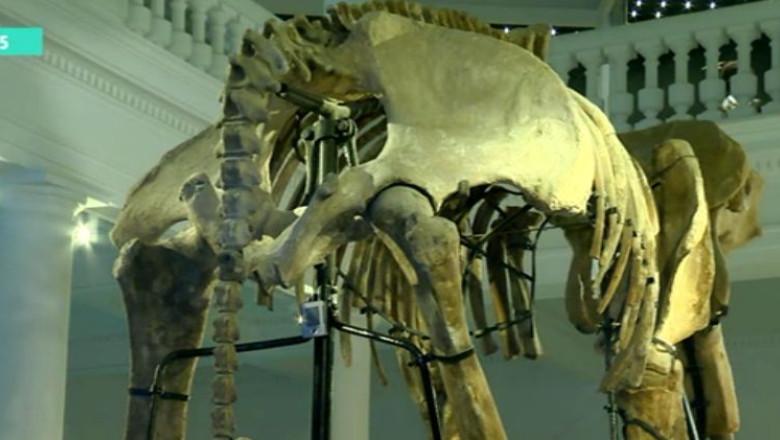 VIDEO. Povestea mamutului de la Antipa Imagine