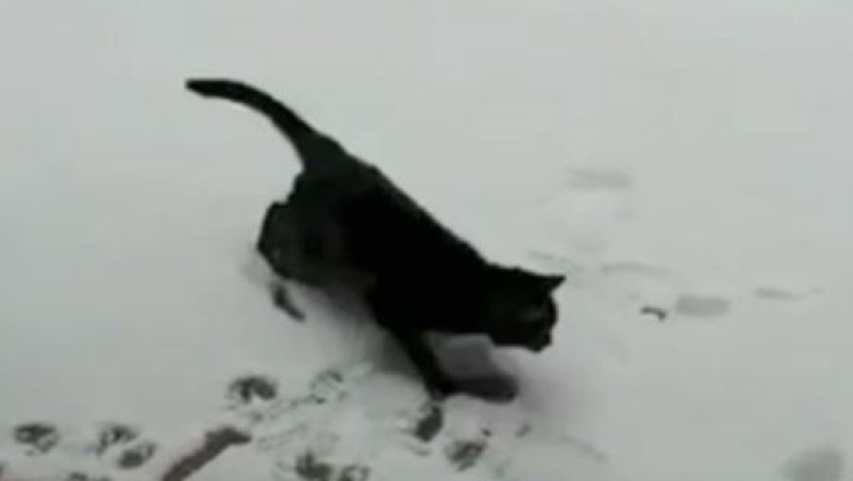 VIDEO. Prima intalnire a unei pisici cu zapada Imagine
