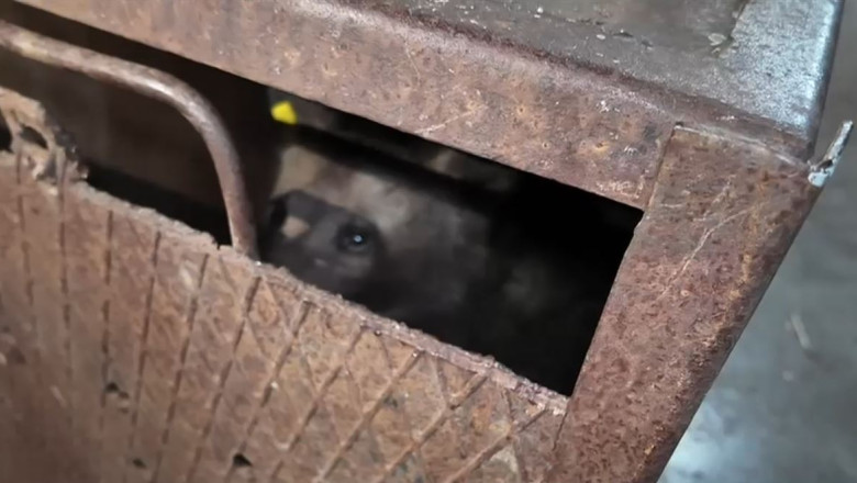 VIDEO Primele imagini cu unul dintre puii ursoaicei ucise pe Transfagarasan, dupa ce a ajuns la sanctuar. Care este starea animalului Imagine