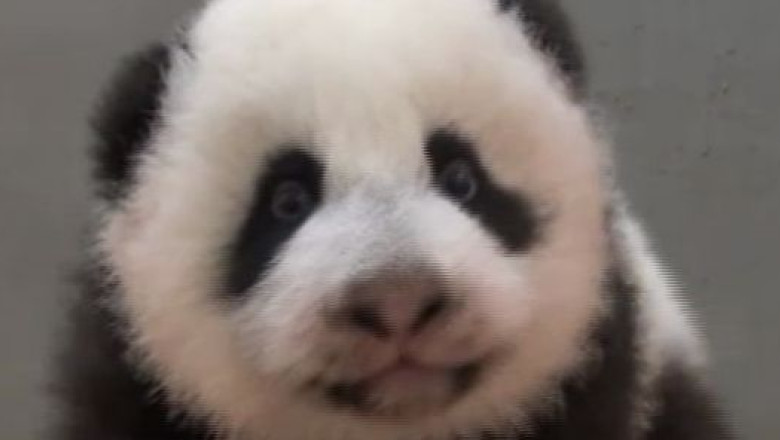 VIDEO. Primul pui de panda nascut in Taiwan a fost prezentat publicului Imagine