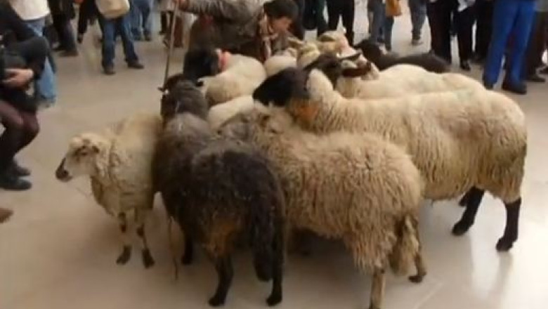 VIDEO. Protest al fermierilor din Franta: si-au dus oile la Muzeul Luvru Imagine