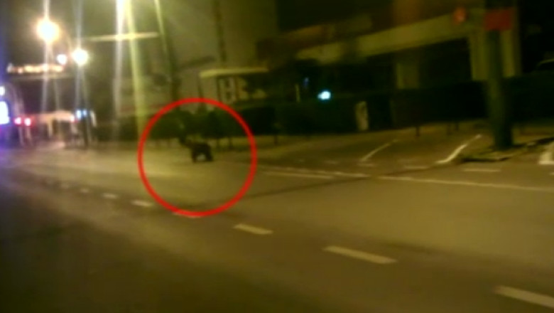 VIDEO. Pui de urs filmat pe strazile din centrul Brasovului Imagine