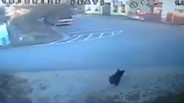 VIDEO. Pui de urs, la plimbare prin comuna Imagine