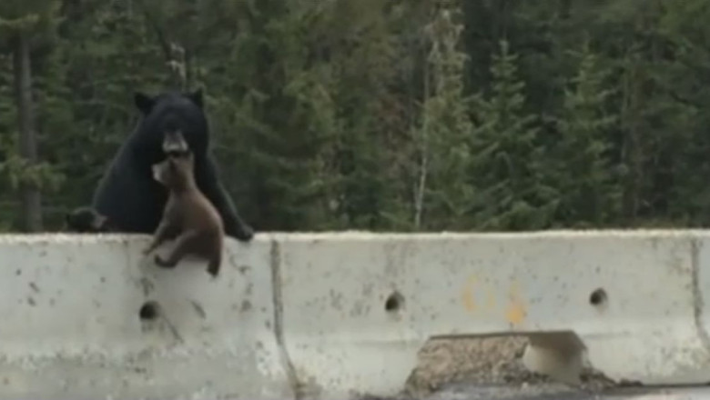 VIDEO. Pui de urs salvat de mama sa. Animalul ramasese blocat pe marginea autostrazii Imagine
