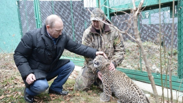 VIDEO. Putin, poveste de dragoste cu un pui de leopard al zapezilor Imagine