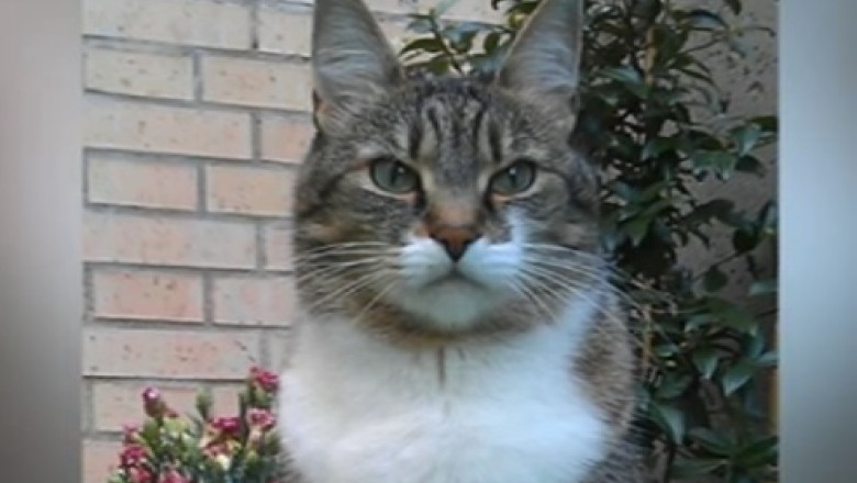 VIDEO. "Pisicoteca" din Madrid Imagine