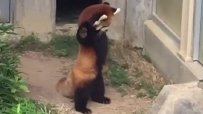 VIDEO. Reactia unui pui de panda rosu care se sperie de o piatra Imagine