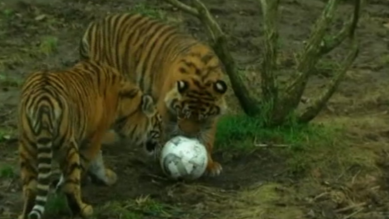 VIDEO. Recensamant la Zoo. Animalele sunt ademenite la numaratoare cu jucarii si bunatati Imagine