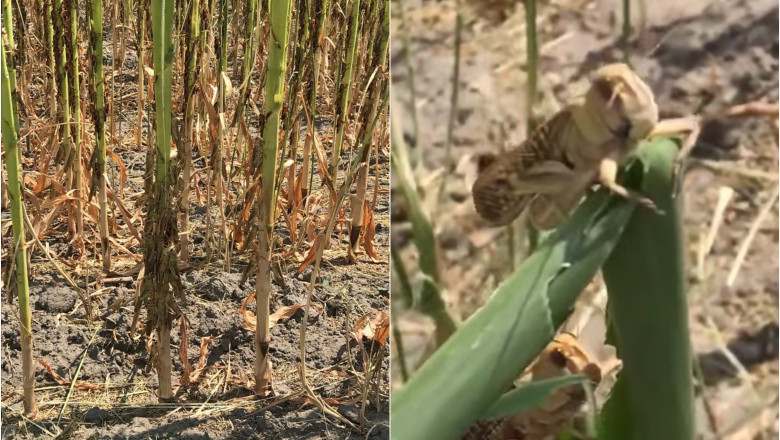 VIDEO. Roiuri de lacuste au distrus culturi intregi din judetul Tulcea Imagine